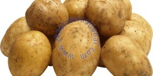 Fresh Potato