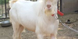 Saanen Male Goat