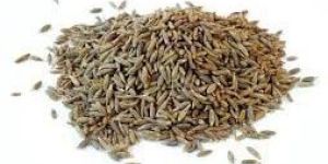 Cumin Seeds