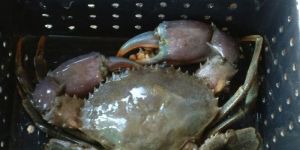 Live Green Mud Crab