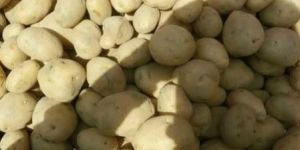 Fresh Potato