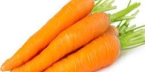 Fresh Carrot