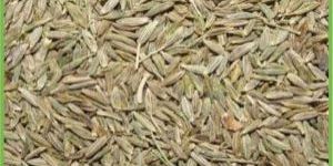 Cumin Seeds