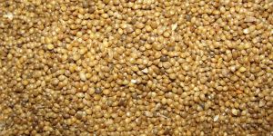 Millet Seeds