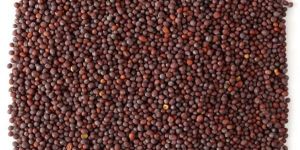 Mustard Seeds