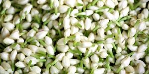 Fresh Jasmine Flower