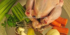 Broiler Chicken