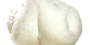 Live Broiler Chicken