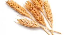 Wheat Seeds