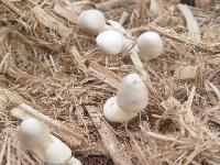 Paddy Straw Mushroom