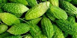 Fresh Bitter Gourd