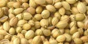 Coriander Seeds 3