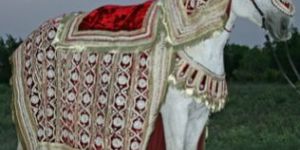 Wedding Horse Costumes