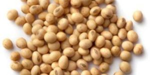 Soybean Seeds