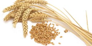 Wheat Seeds