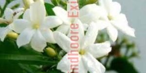 Fresh Jasmine Flower