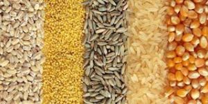 Grains and Legumes
