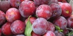 Fresh Plum