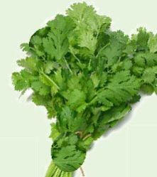 Fresh Coriander Leaves