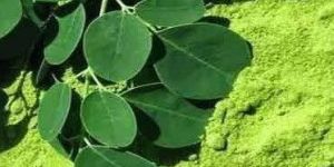 Moringa Powder