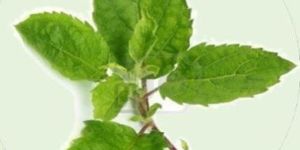 Tulsi (Holy Basil)