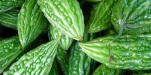 Bitter Gourd