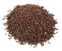 Brown Mustard Seeds