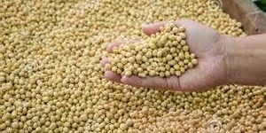 Soybean Seeds