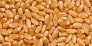 Wheat Seeds
