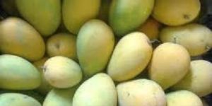 Mango Fruits