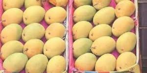 Mango Fruit