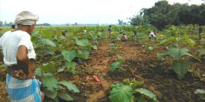 Nursery Plant Saplings