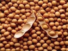 Organic Soybean
