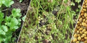 Whole Coriander
