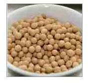 Soybean Seeds