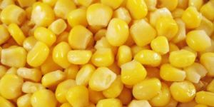 Sweet Corn