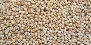 Indian Sesame Seeds