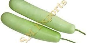 Bottle Gourd