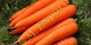 Carrot