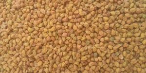 Yellow Gram