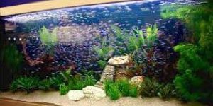 Fish Tanks