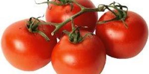 Tomato Concentrate