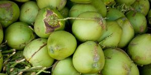 Fresh Green Coconut