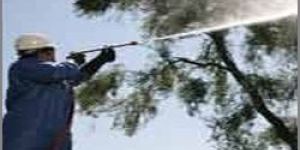 Apple Tree Spray Oil