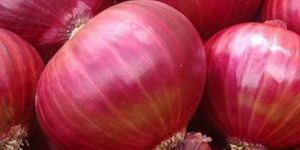 Fresh Red Onion