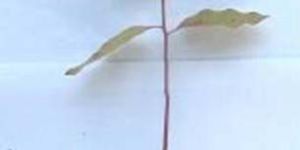 Eucalyputs and  Casuarina Clonal Plants and  Melia Dubia Seedlings