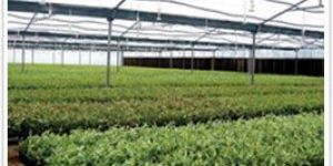 Greenhouse Farming