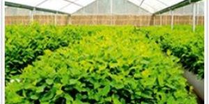 Turn Key Plantation Projects