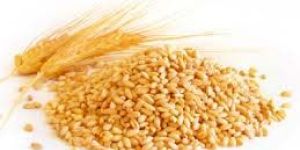 Wheat