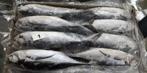 Frozen Horse Mackerel Fish